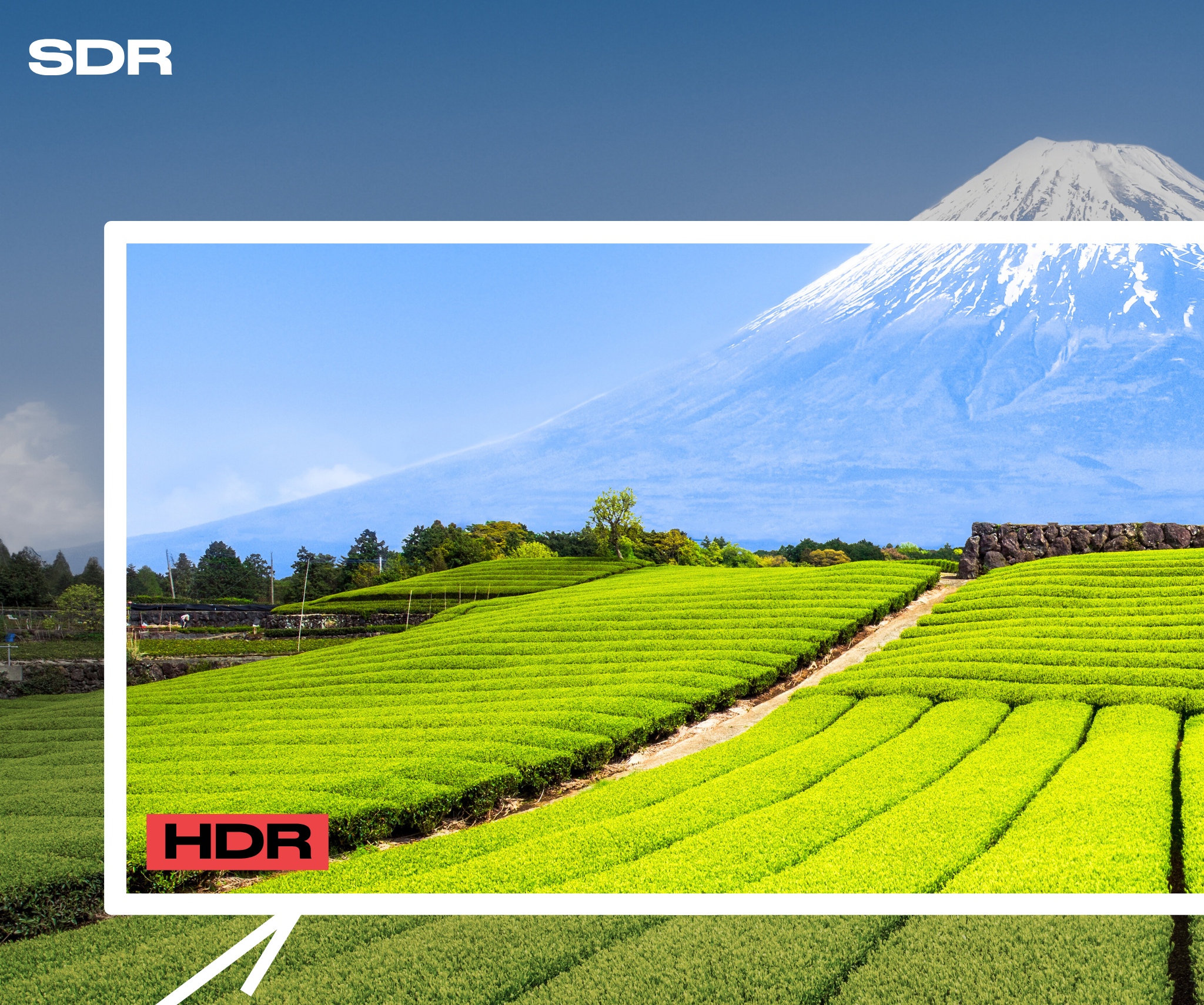 Large Format Monitor | 55” | IPS | 4K UHD